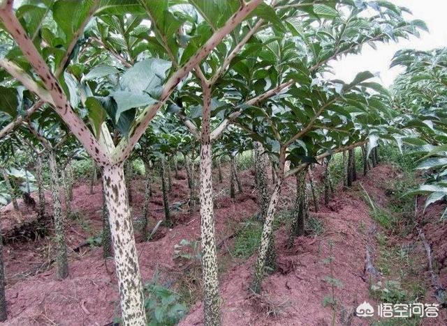 超市买的魔芋搭配什么食材吃好吃
