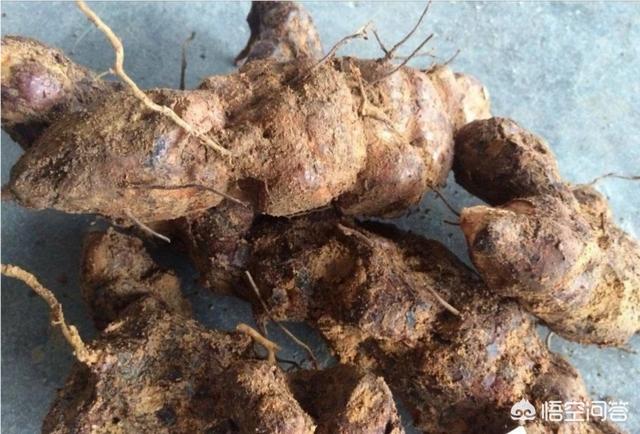 宽筐蛇尾:农村里这种藤蔓植物叫什么？好像可以挖它的根块做药材？