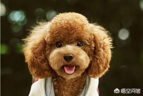 金毛犬性格特点友善吗:养金毛犬公的好还是母的好？