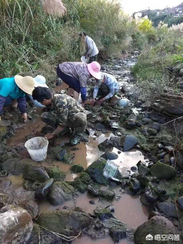 水怪是什么样的，小时候在农村河里你都见过什么样的鱼你是怎么抓到的