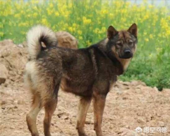保安携哈士奇巡逻笑点爆棚:为什么很多人都讨厌中华田园犬？