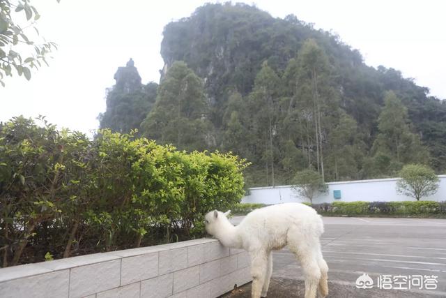 我的世界羊驼为什么吐口水:养一只网络神兽“草泥马”（羊驼）是一种什么体验？