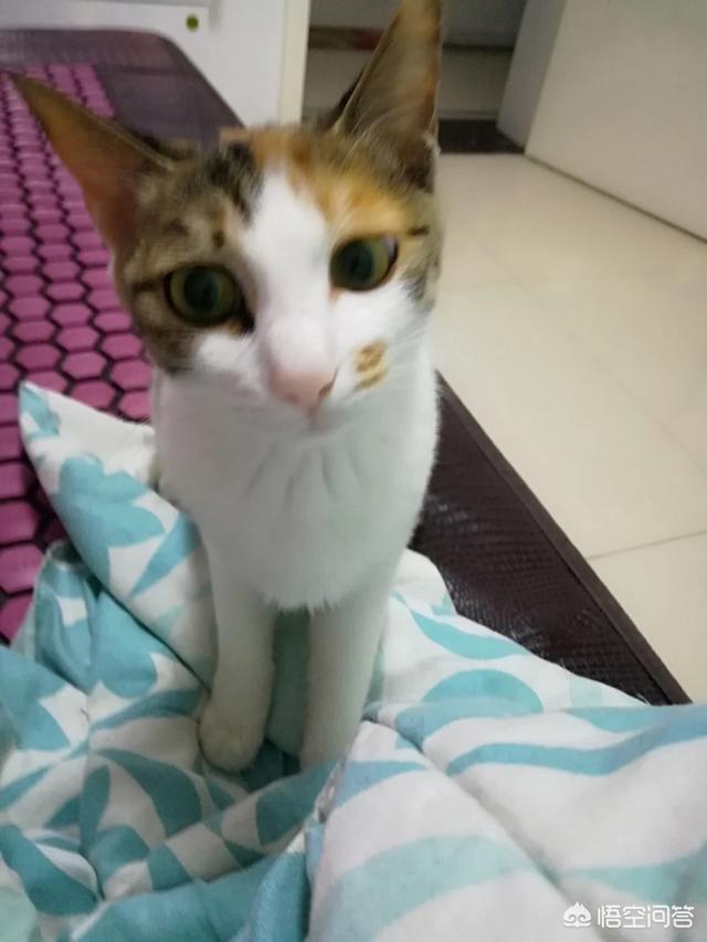 猫眼膜多出來了:猫咪屁股里面每天都会出来一只小白虫是什么原因？