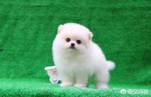 头条问答 金毛生殖器发炎出血水该怎么办 19个回答