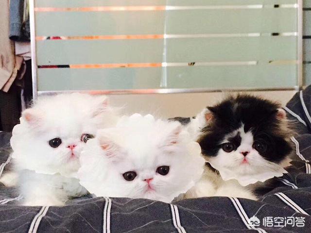 甜蜜猫猫01话:猫咪可以自己在家两天一夜吗，如果可以的话需要帮它做些什么？