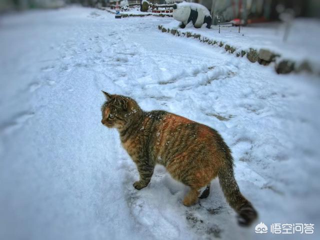 狸花猫的野性有多大？插图36