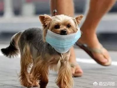 兔子肺炎怎么治疗:狗狗得了肺炎可以治好吗？