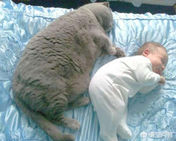狸花猫图片高清:怎样评价中国狸花猫与国外猫的区别，中国的狸花猫强在哪里？