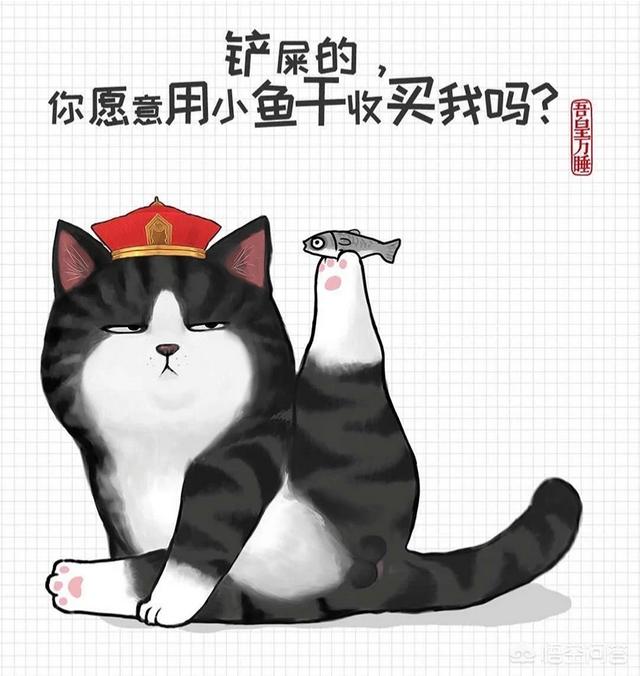 包子脸猫zeroc:养一只拥有旷世容颜的猫咪，是一种什么体验？