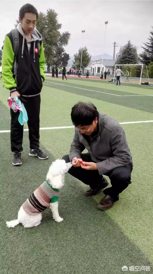 狗狗服装秀:狗穿衣服是爱狗么，那就跟穿了貂皮外面在套个紧身衣一样能舒服？