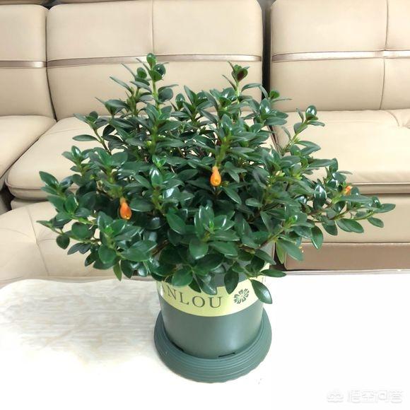 花卉图片大全吊竹梅:兰花通风那么重要，为什么感觉很少人用吊盆养呢？