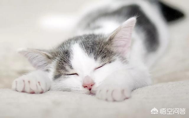 大学校园出现一只监考猫:你是哪所大学的？你的大学考试作弊被抓怎么处理？