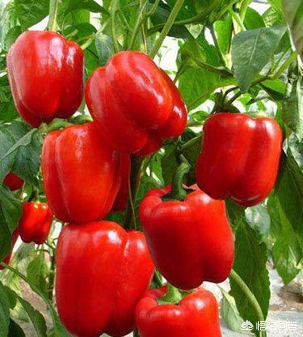 辣椒与泡菜大结局:做泡菜时，生姜可以和辣椒泡在一起吗？