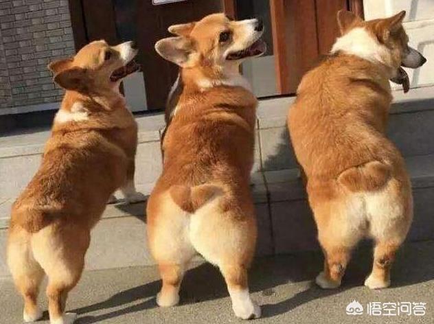 如何训练柯基幼犬:柯基犬几个月才能过尴尬期，日常饲养需要注意这2点？