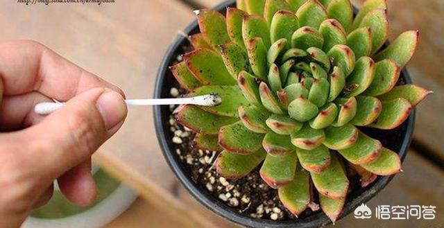 金弹子介壳虫怎么治:桂花、紫薇和果树上有盖壳虫怎么杀灭？