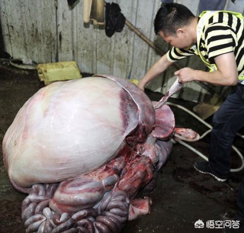 传染性腹膜炎腹水:什么原因能引起牛传染性腹膜炎？
