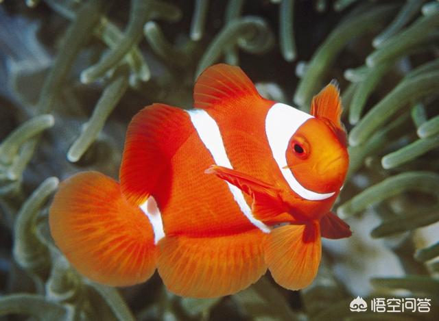 观赏水族疾病防治学:早春家鱼养殖疾病多发如何预防？