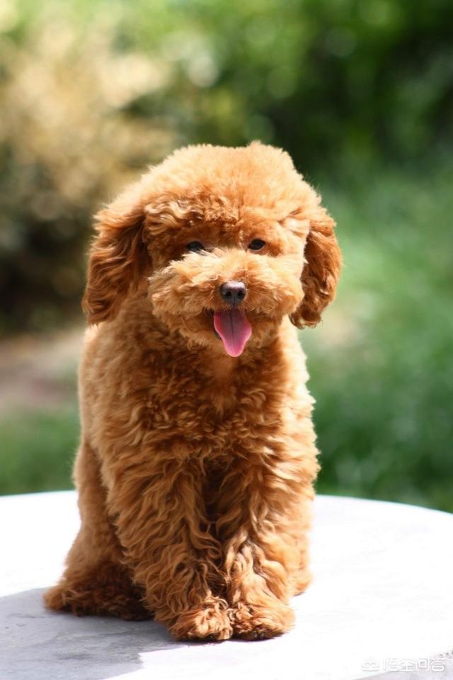 比格犬性格公泰迪绝育:泰迪小公狗要不要做绝育手术？
