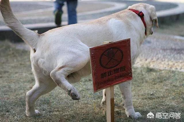 宠物狗知识:我想做一个宠物狗养殖怎么才能卖出去？