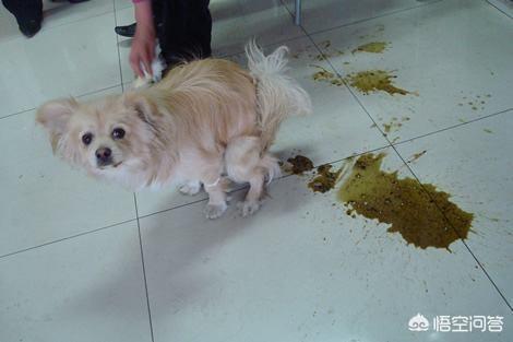 头条问答 - 狗拉稀大便什么原因?(2个回答)