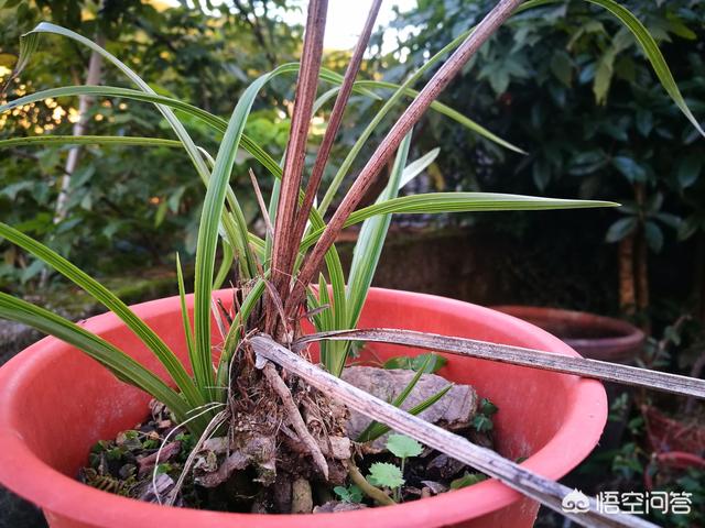 四季海棠茎腐病怎么治:兰花上肥过量出现茎腐病，怎么挽救？