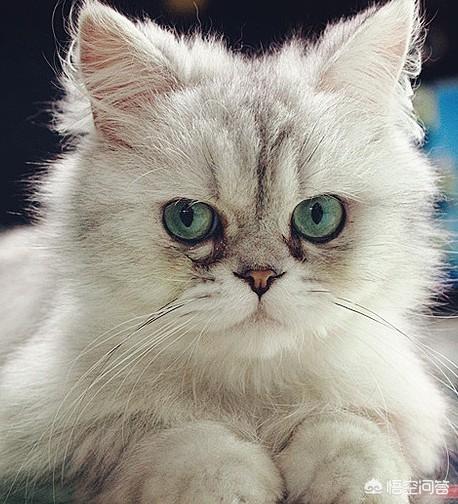 什么猫容易有泪痕:英短银渐层幼猫有泪痕，渐层猫泪痕严重如何对付？