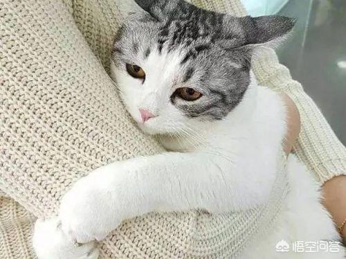 狸花猫宠物知识大全:狸花猫需要每年都打猫三联和狂犬疫苗吗？ 狸花猫花色大全