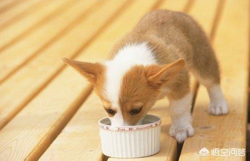 弓背犬太瘦怎么办:一个月小狗一天喂四次，看起来很瘦怎么办？