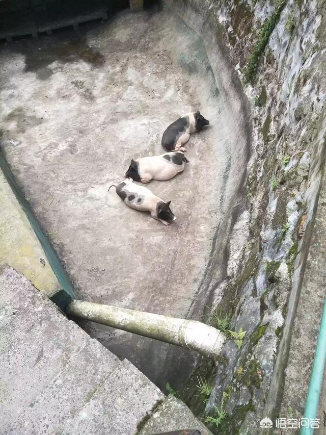 养殖什么好养又赚钱:在农村除了养猪，养什么还比较赚钱？