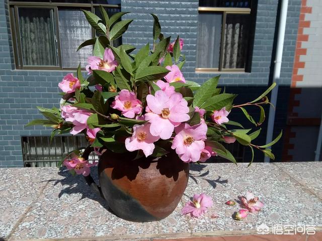 云南豪猪妹:欢乐好声音豪猪妹 云南最有代表性的植物是哪些？