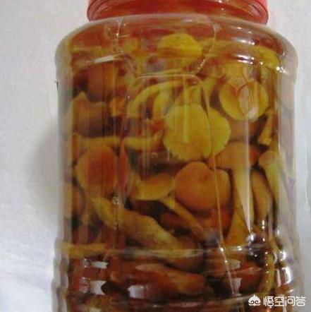 家庭养殖业养什么菌类好:室内菌类养殖有哪些 如何在家里的阳台种蘑菇？