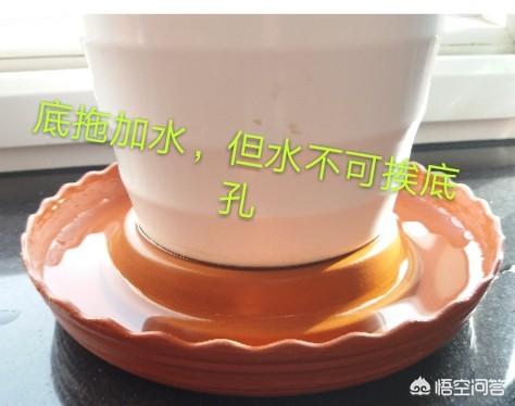 杜鹃花夏天怎么养护:杜鹃花后怎么养护 夏天怎样种植下山庄杜鹃？