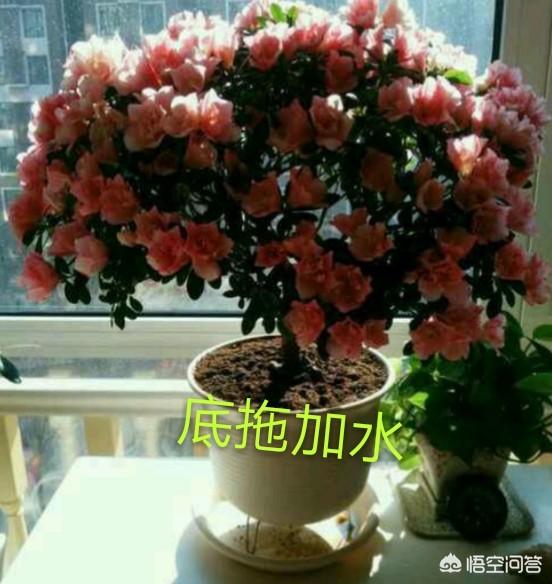 杜鹃花夏天怎么养护:杜鹃花后怎么养护 夏天怎样种植下山庄杜鹃？