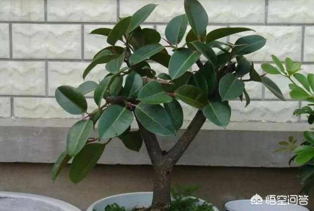 印度橡皮树如何分叉:橡皮树重修剪到没有叶还能发芽吗？