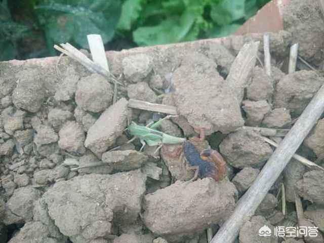 蝎子养殖:人工养殖蝎子有前景吗？蝎子养殖前景如何？