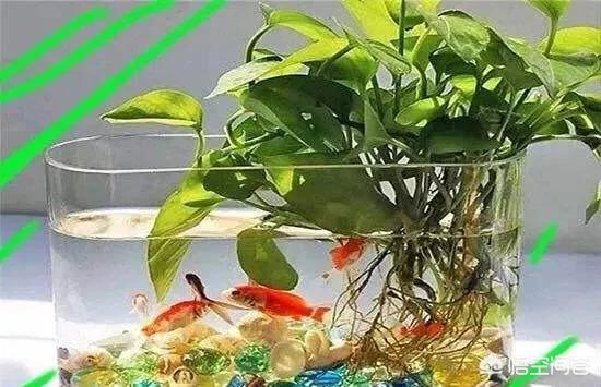 鱼缸内该不该放水草，绿萝可以在鱼缸里养吗需要注意什么