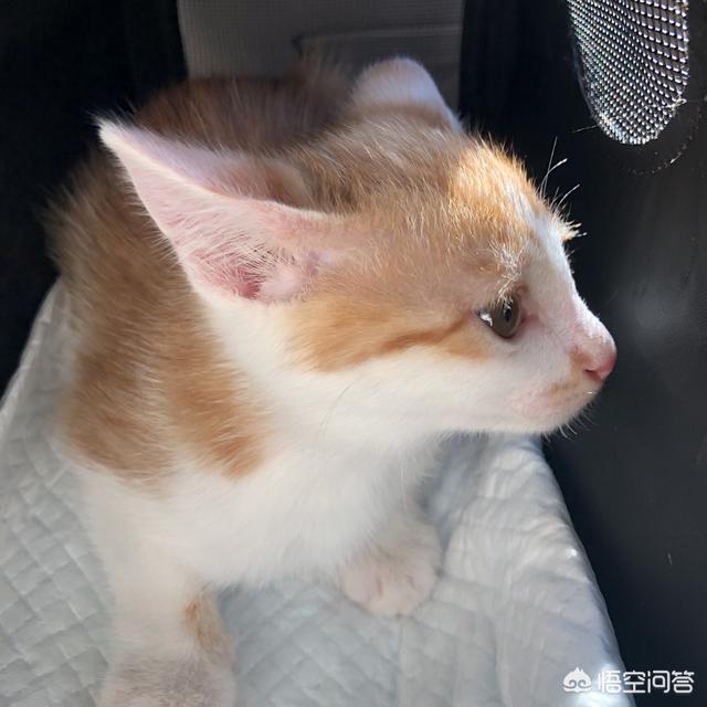 猫六:猫咪早上6点左右喊主人起床，是因为猫咪有时间观念吗？ 猫六岁相当于人类几岁