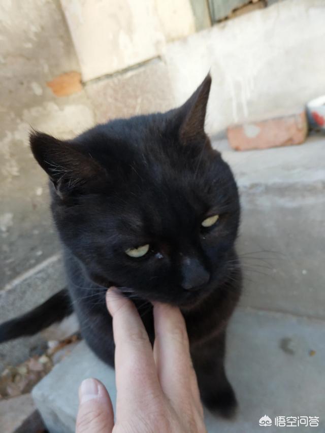 伍德氏灯猫:猫咪下巴的毛囊炎该怎么治疗？