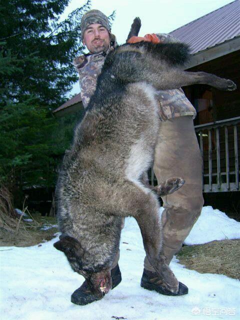 北美灰狼vs狼獾:猞猁、懒熊、北美灰狼、狼獾、鬣狗由强到弱的排名是怎样的？