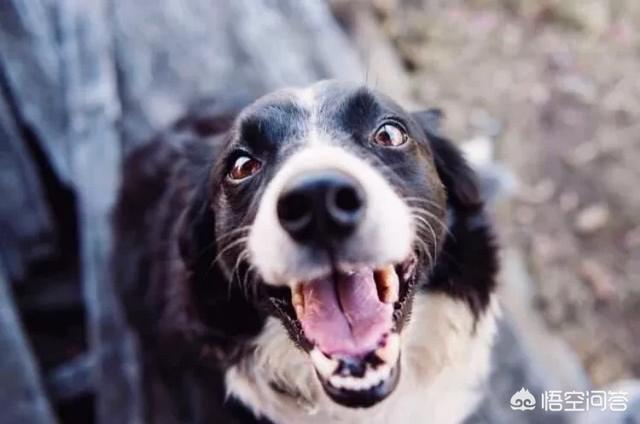 犬瘟热后遗症视频:狗瘟好治吗，狗狗得了有什么症状？
