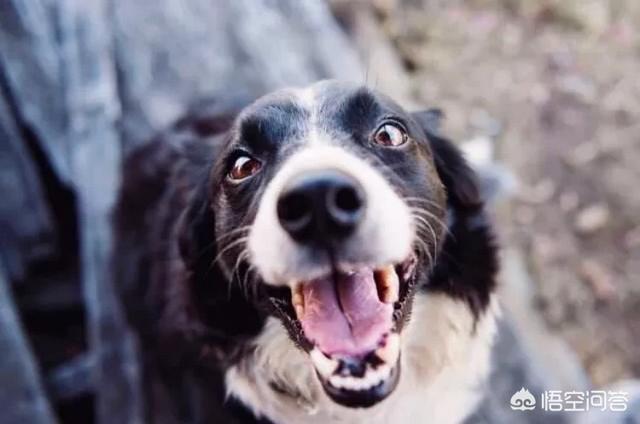 犬瘟热后遗症能治好吗:犬瘟热传染人吗？犬瘟热是怎么得的？