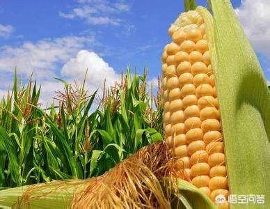 瑞士公投,需要担心转基因食品的安全性吗？