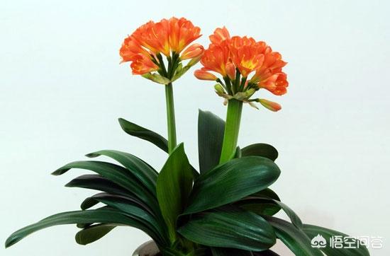 能镇宅的3种花,在家闲着没事应该养些什么花？