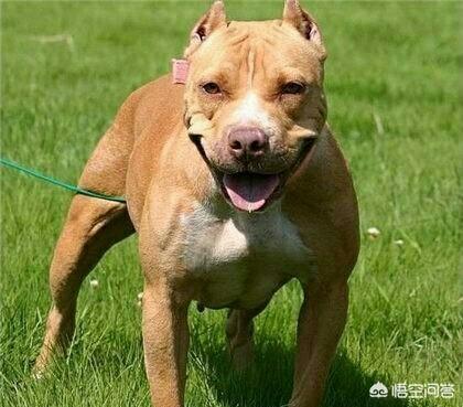 杜高vs比特比赛:两只比特犬能打赢一只花豹吗？