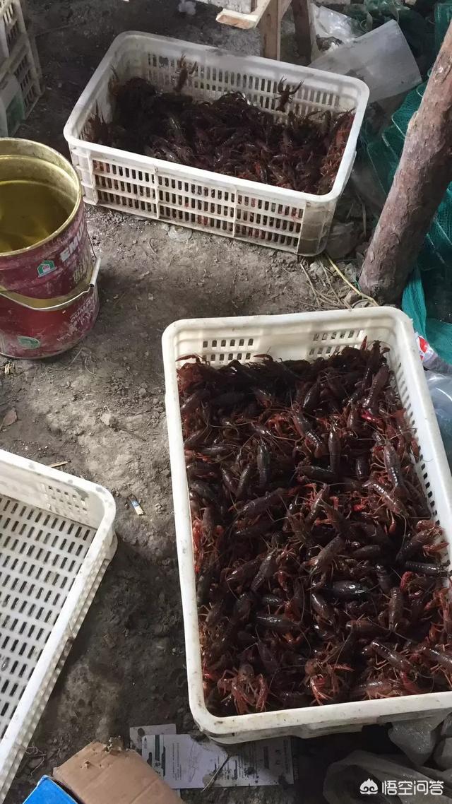 高市早苗黑历史有多少，在稻田养殖小龙虾有什么需要注意的