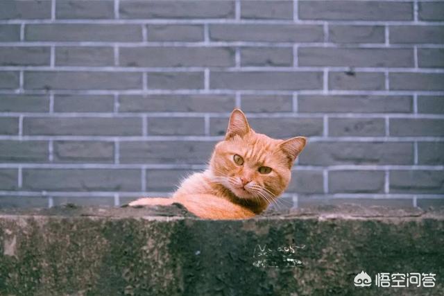 菊缅因猫和菊猫的区别:二哈和胖橘猫，哪一个才是你的最爱？