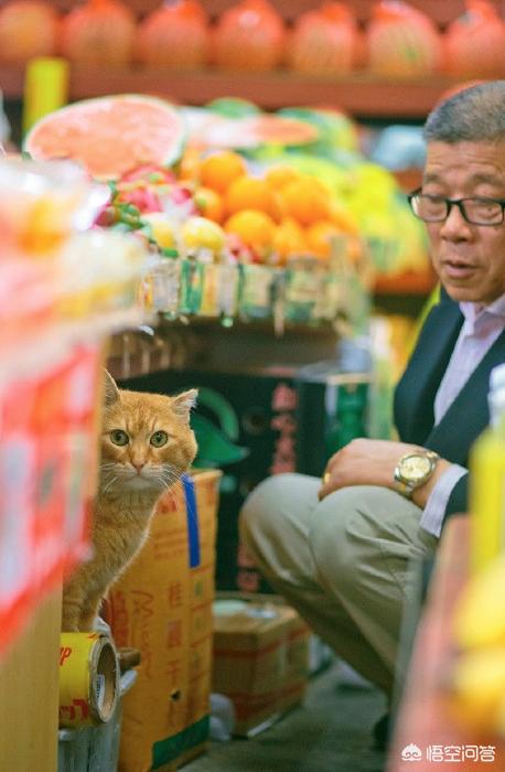 菊缅因猫和菊猫的区别:二哈和胖橘猫，哪一个才是你的最爱？