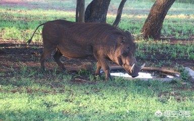 野狗交配视频大全:是不是狗和狗之间都没有生殖隔离？