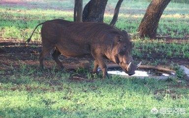 熊出没原版第一部全集，你们平时都给宝宝看哪些动画片