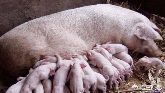 母猪生产推迟多久正常，母猪分娩多长时间才是正常